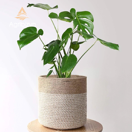 Handmade indoor Plant Holder