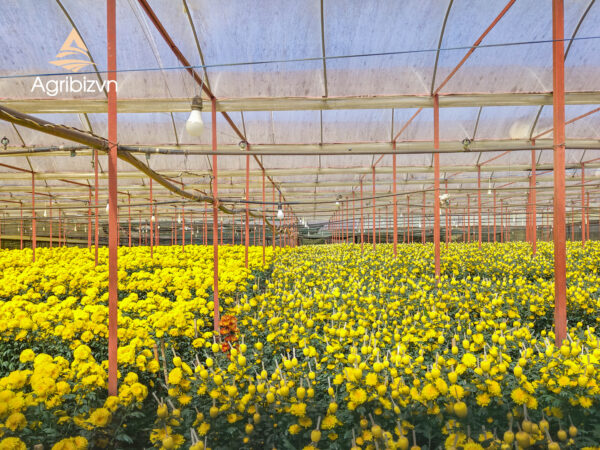 Agribizvn_Cut Chrysanthemum Flowers1 Cut Chrysanthemum Flowers