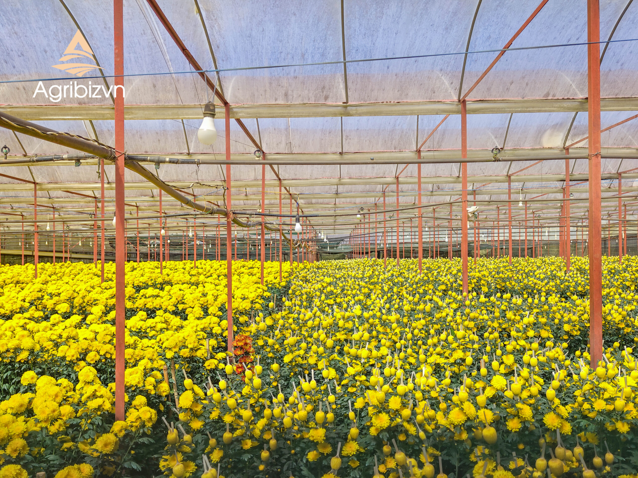 Agribizvn_Cut Chrysanthemum Flowers1 Cut Chrysanthemum Flowers