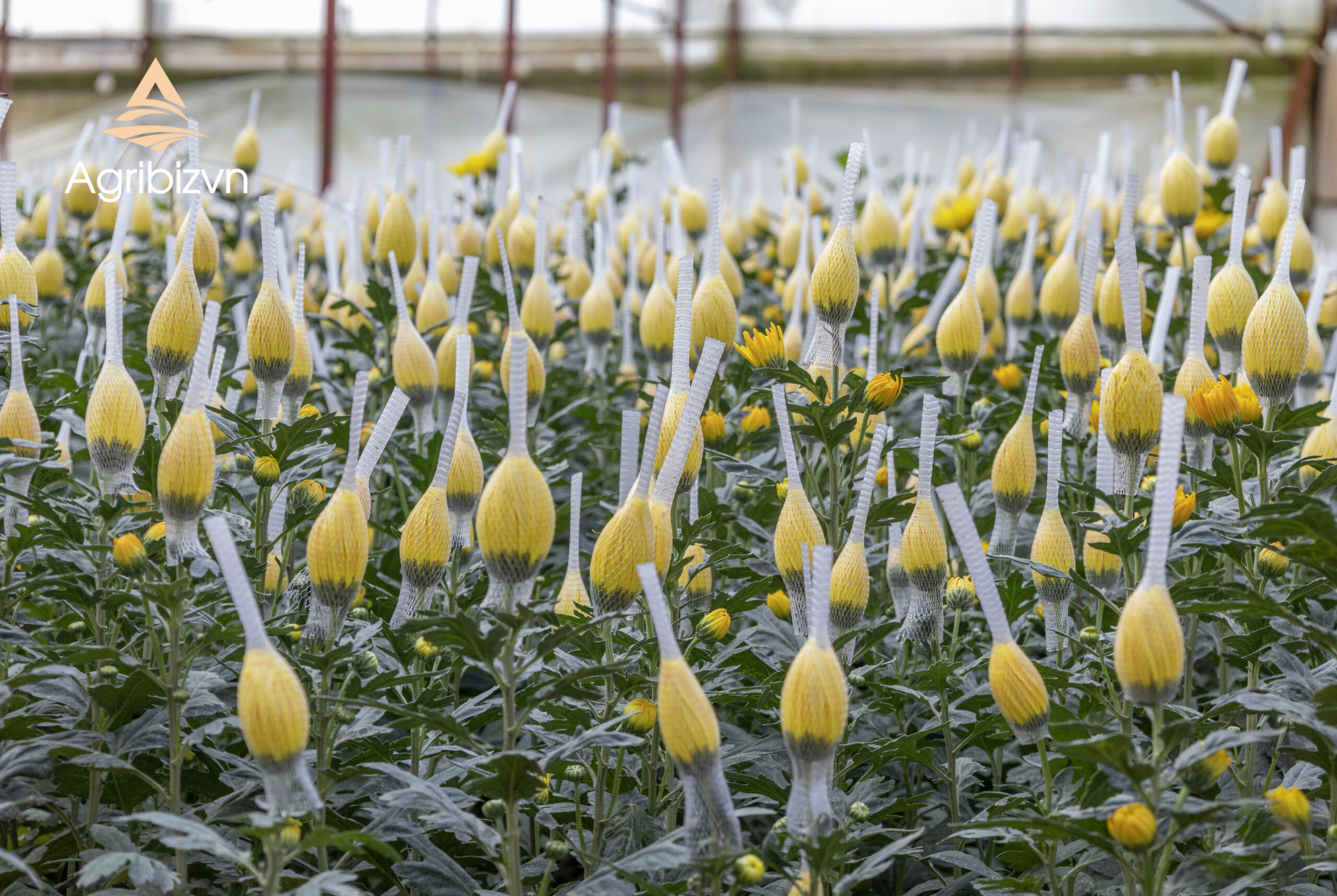 Agribizvn_Cut Chrysanthemum Flowers3 Cut Chrysanthemum Flowers