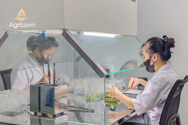 Agribizvn_Tissue-Cultured Chrysanthemum Plants2a Tissue-Cultured Chrysanthemum Plants