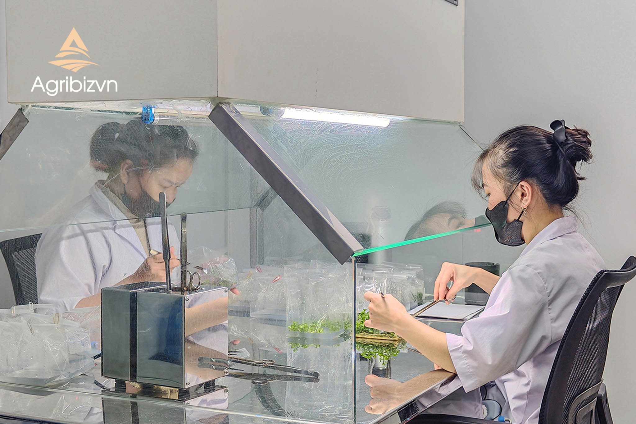 Agribizvn_Tissue-Cultured Chrysanthemum Plants2a Tissue-Cultured Chrysanthemum Plants