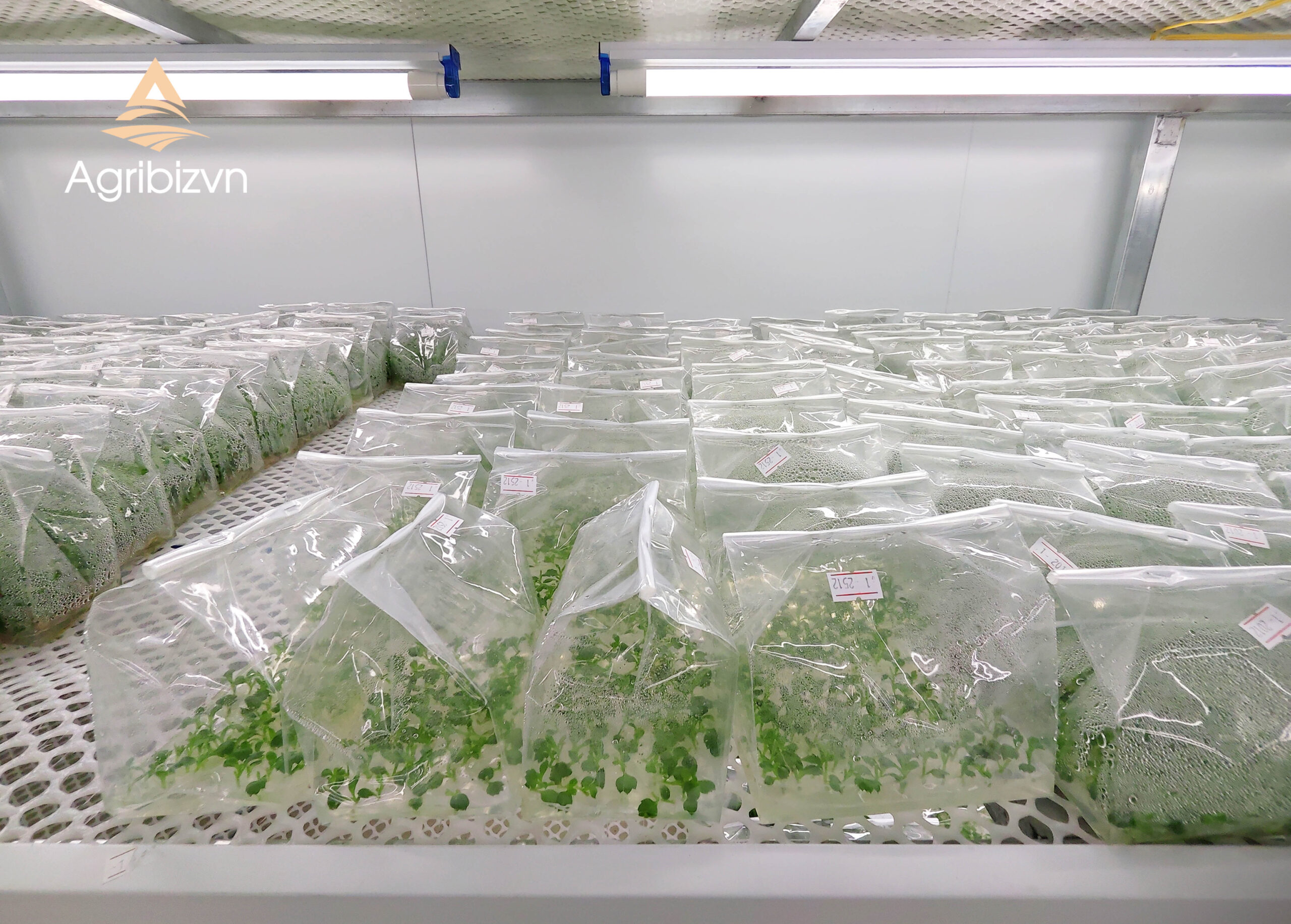 Agribizvn_Tissue-Cultured Chrysanthemum Plants4 Tissue-Cultured Chrysanthemum Plants