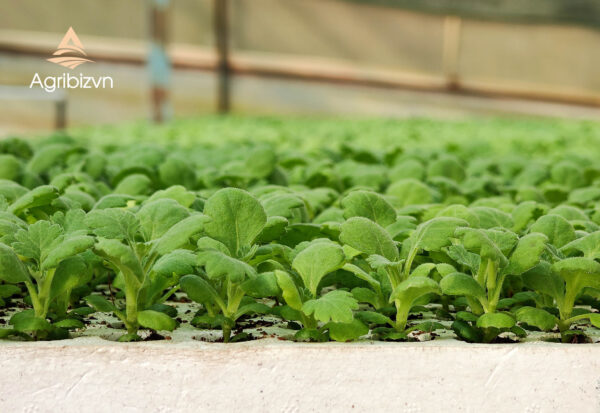 Agribizvn_Rooted Chrysanthemum Cuttings2 Rooted Chrysanthemum Cuttings