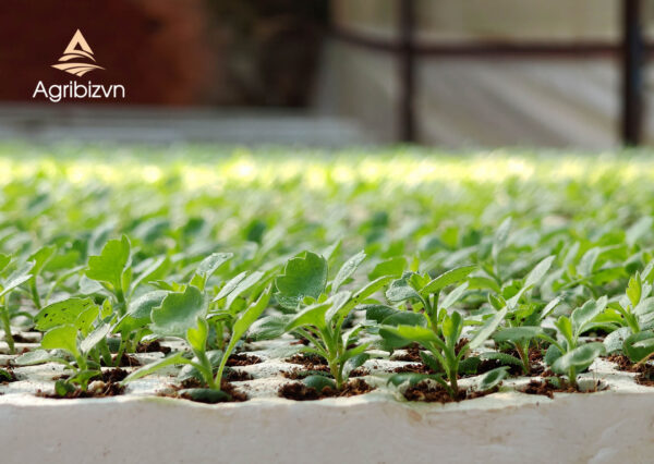 Agribizvn_Rooted Chrysanthemum Cuttings3 Rooted Chrysanthemum Cuttings