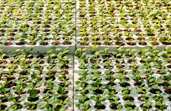 Agribizvn_Rooted Chrysanthemum Cuttings4 Rooted Chrysanthemum Cuttings