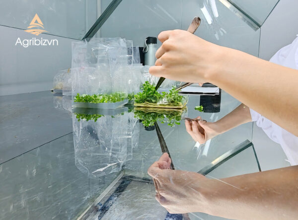 Agribizvn_Tissue-Cultured Chrysanthemum Plants3 Tissue-Cultured Chrysanthemum Plants