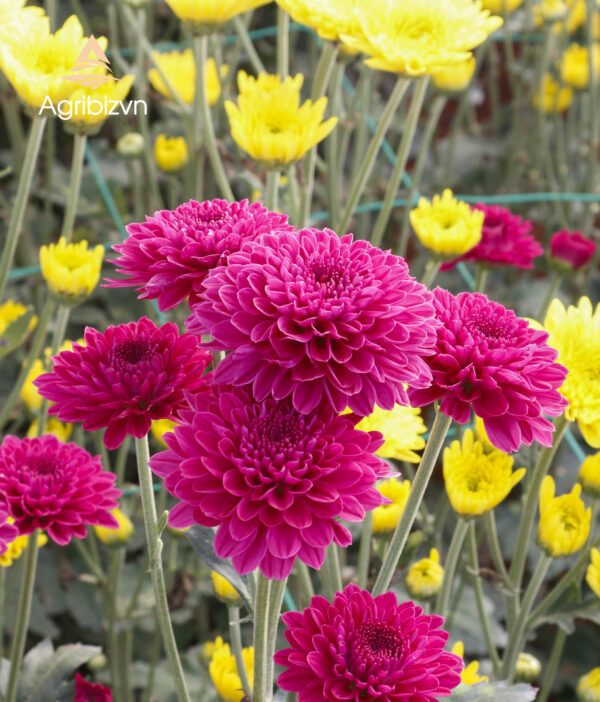 Agribizvn_Cut Chrysanthemum Flowers4 Cut Chrysanthemum Flowers