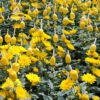 Cut Chrysanthemum Flowers