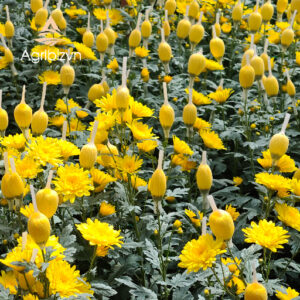 Cut-Chrysanthemum-Flowers Cut Chrysanthemum Flowers