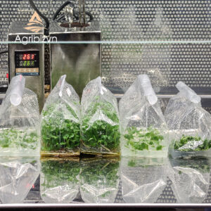 Tissue-Cultured-Chrysanthemum-Plants Tissue-Cultured Chrysanthemum Plants